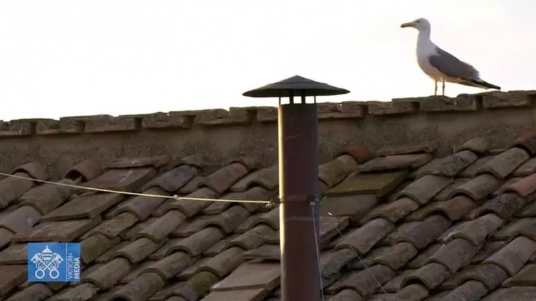 Gaivotas no telhado: Quando a natureza assiste à Fé